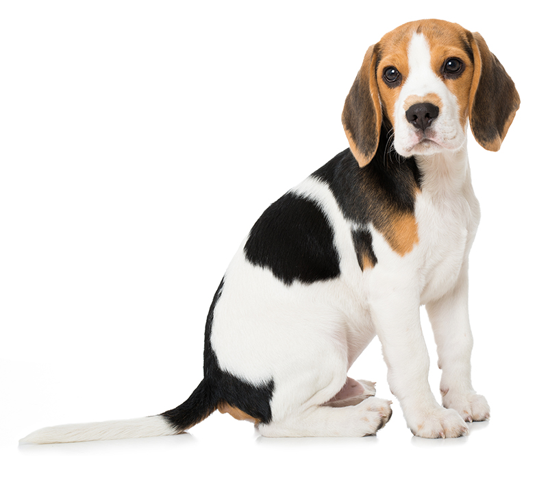 Beagle / Adobe Stock / Lizenziert by Michaela Wimmer