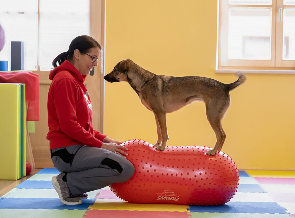 Standfest Hundepysiotherapie