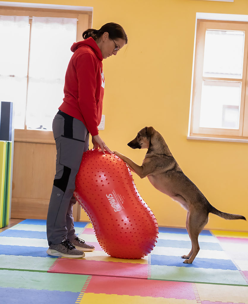 Standfest Hundepysiotherapie