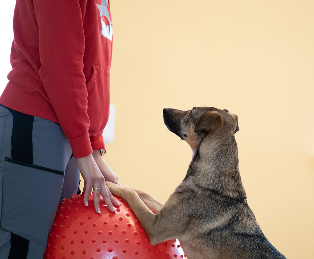 Standfest Hundepysiotherapie