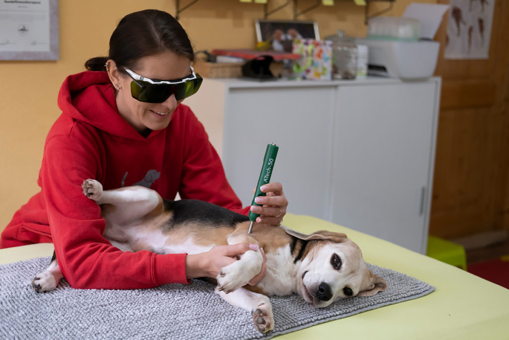 Standfest Hundepysiotherapie