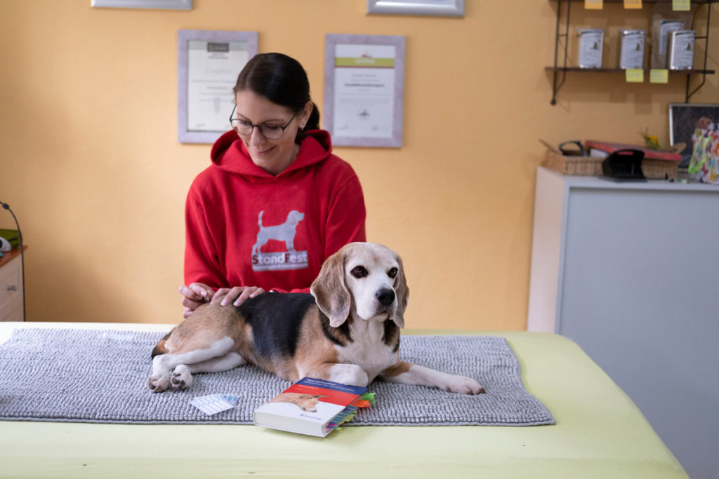 Standfest Hundephysiotherapie