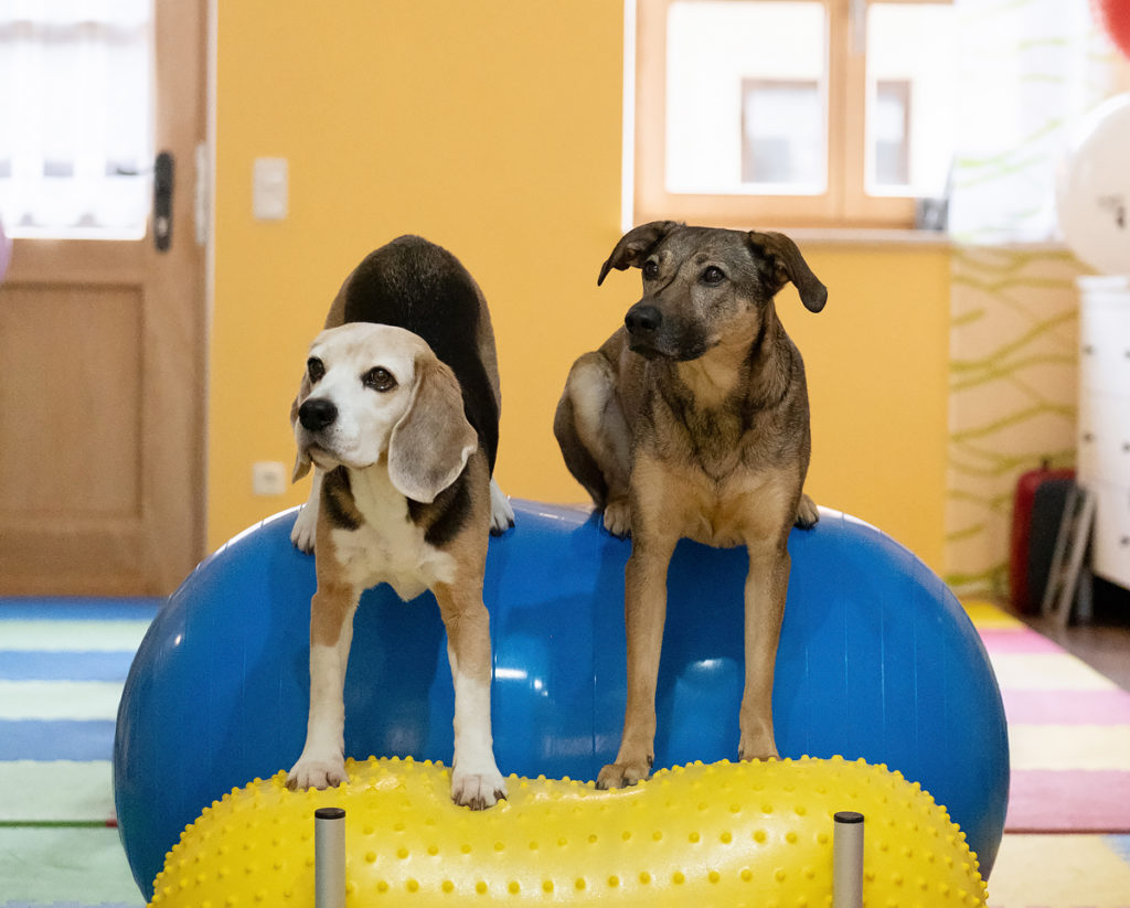 Standfest Hundephysiotherapie