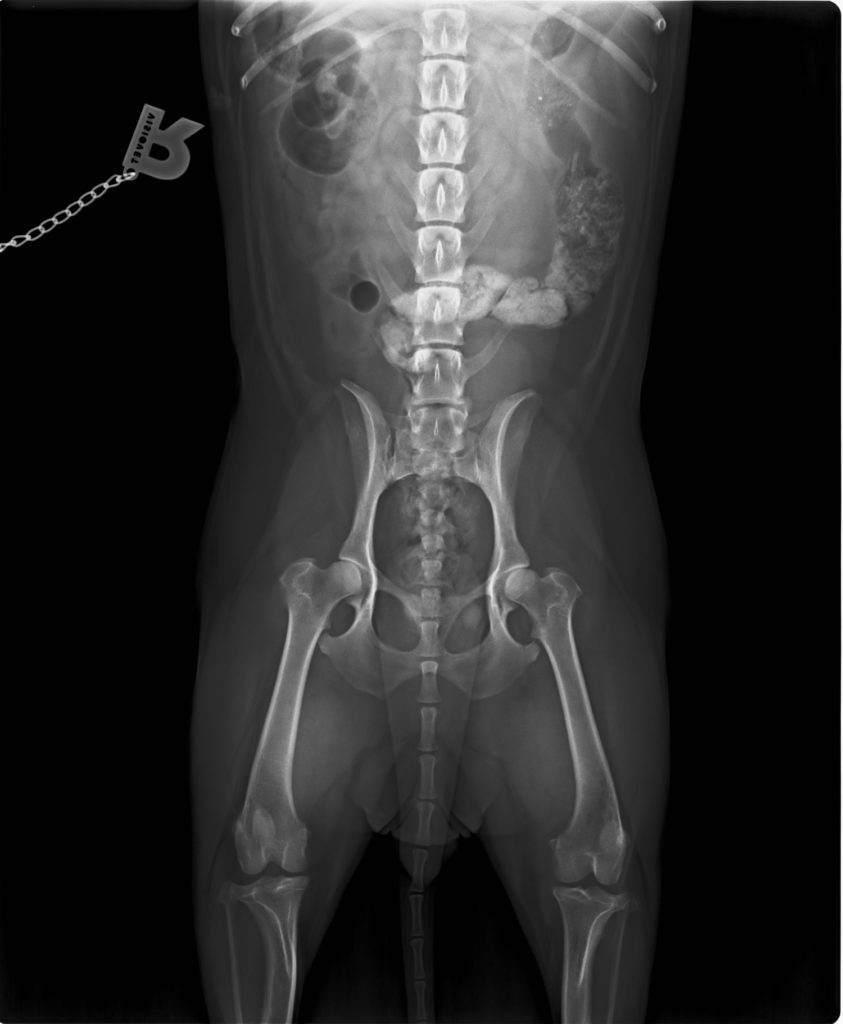 Standfest-Röntgenaufnahme Hund
